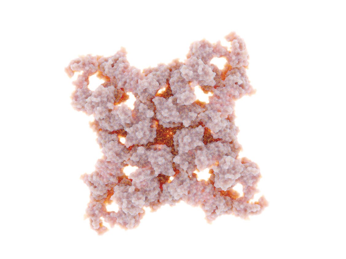 3D-Darstellung eines Ryanodin-Rezeptors (RyR1), eines zentralen Kalziumkanals der Muskelzelle. / © Getty Images/JUAN GAERTNER/SCIENCE PHOTO LIBRARY
