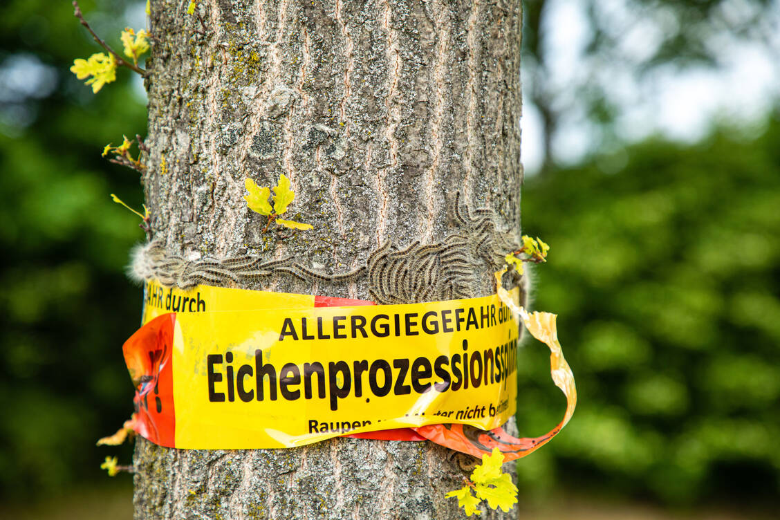 Vorsicht bei Ausflügen in den Wald: Zurzeit treiben die Raupen des Eichenprozessionsspinners wieder ihr Unwesen. / Foto: Adobe Stock / Nicole Lienemann