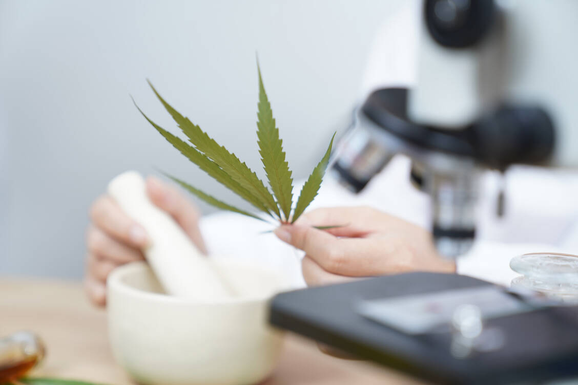Die Cannabistherapie bei Schmerzpatienten muss noch besser untersucht werden, vor allem auch mit Blick auf die Langzeitsicherheit. / Foto: Getty Images/Wera Rodsawang