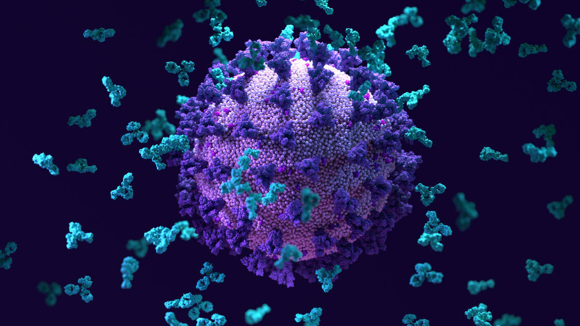 Antikörper, die an die Rezeptorbindedomäne des S-Proteins von SARS-CoV-2 andocken, können schwere Verläufe verhindern. / Foto: Getty Images/Design Cells