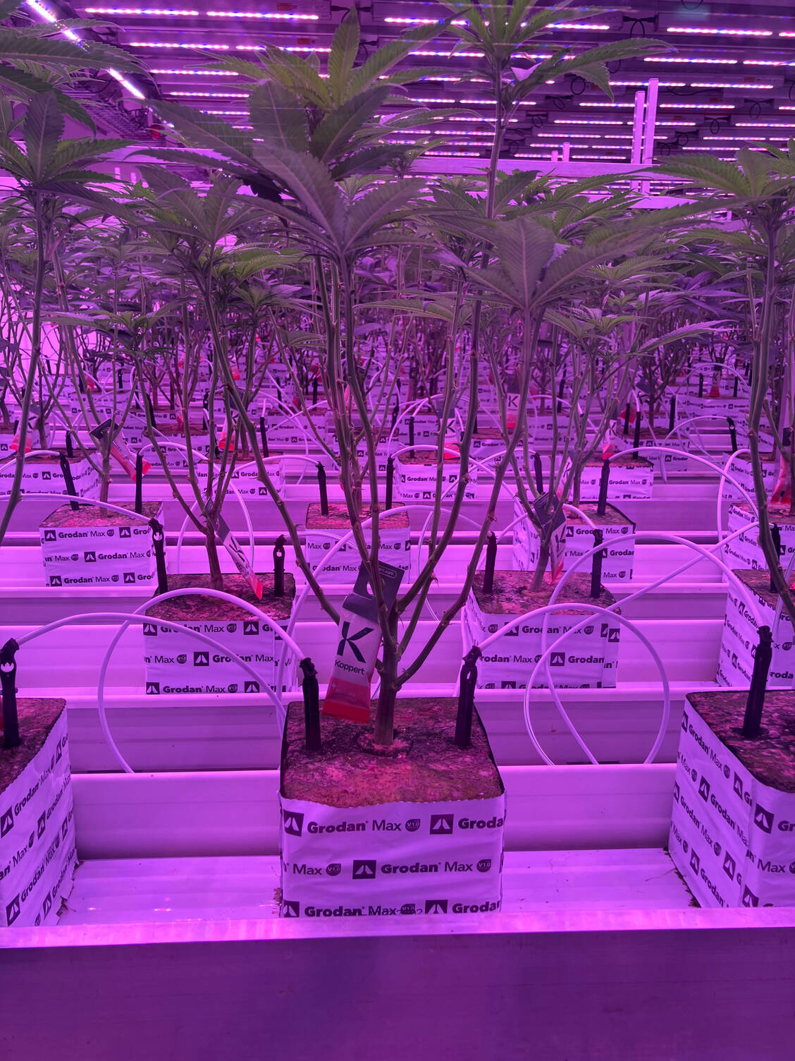 Für eine Charge wachsen rund 1000 Cannabispflanzen unter genauestens kontrollierten Bedingungen unter LED-Licht. / © PZ/Daniela Hüttemann