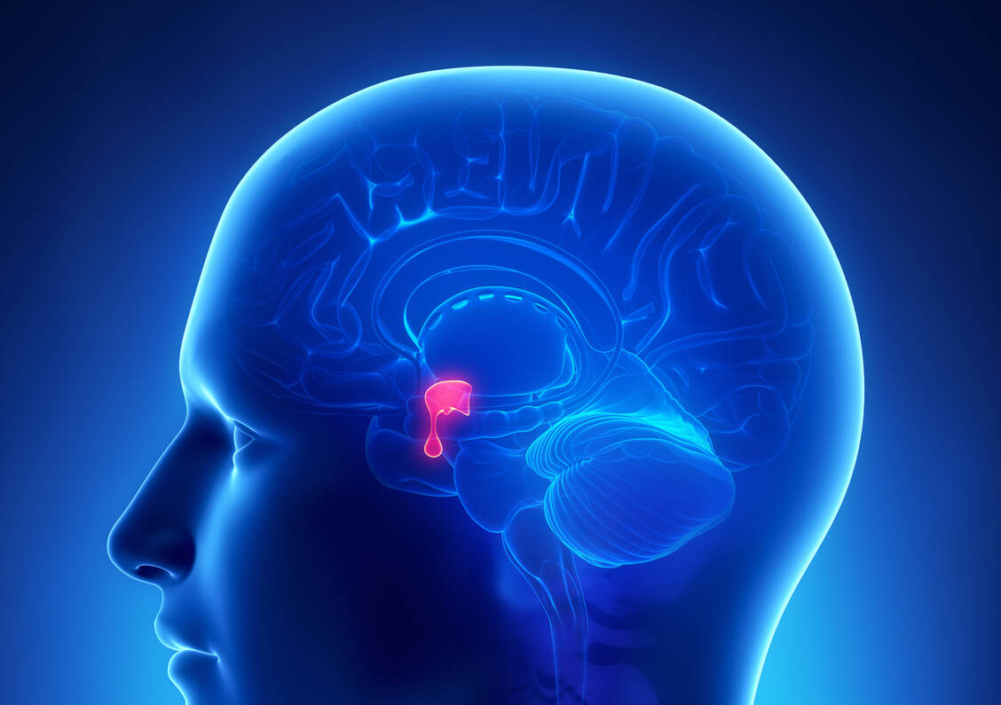 Somatropin wird in der Hypophyse gebildet. Ein Mangel des Wachstumshormons kann medikamentös ausgeglichen werden. / Foto: Adobe Stock/CLIPAREA.com