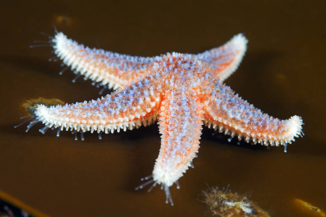 © Getty Images/Connect Images/Alexander Semenov