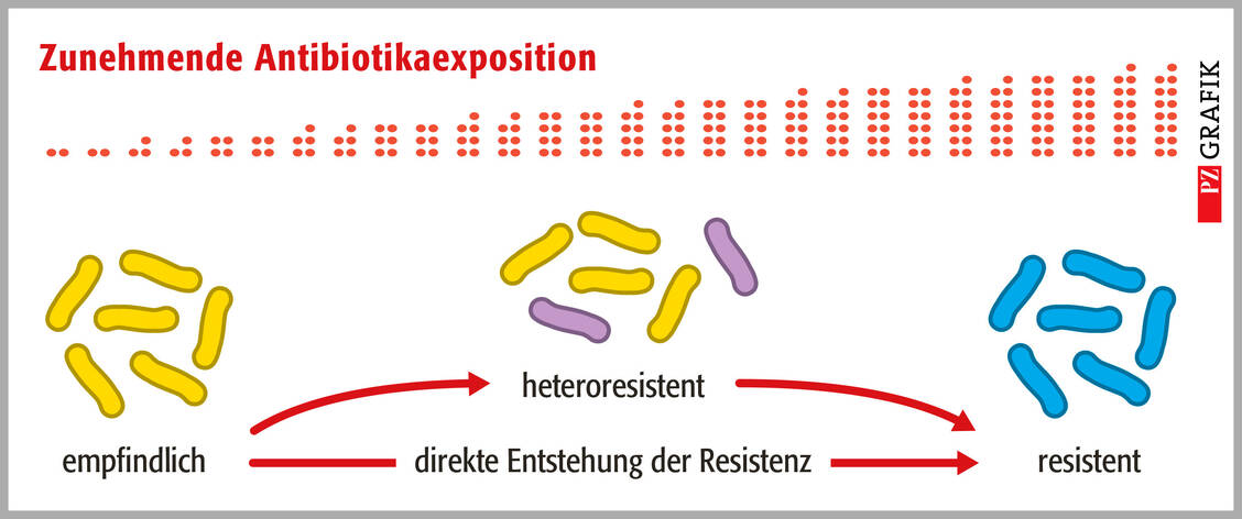 Abbildung 2: Mögliche Genese von Resistenzen bei β-Lactamen (16); Bakterien könnten erst eine heteroresistente Phase durchlaufen, bevor eine ganze Population resistent wird. Gelb: empfindlich; violett: heteroresistent; blau: resistent / Foto: PZ/Stephan Spitzer