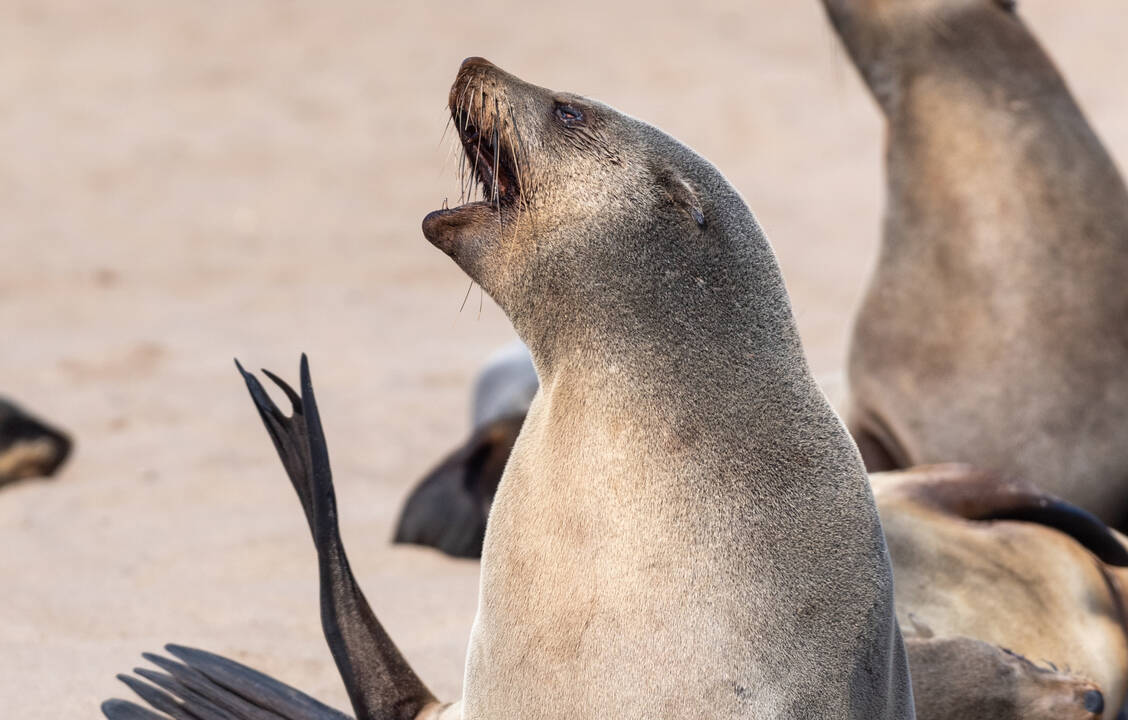 Die menschliche Sprache ist nicht einzigartig. Insbesondere ähnelt sie der von afrikanischen Seebären. / © Shutterstock/Goldilock Project