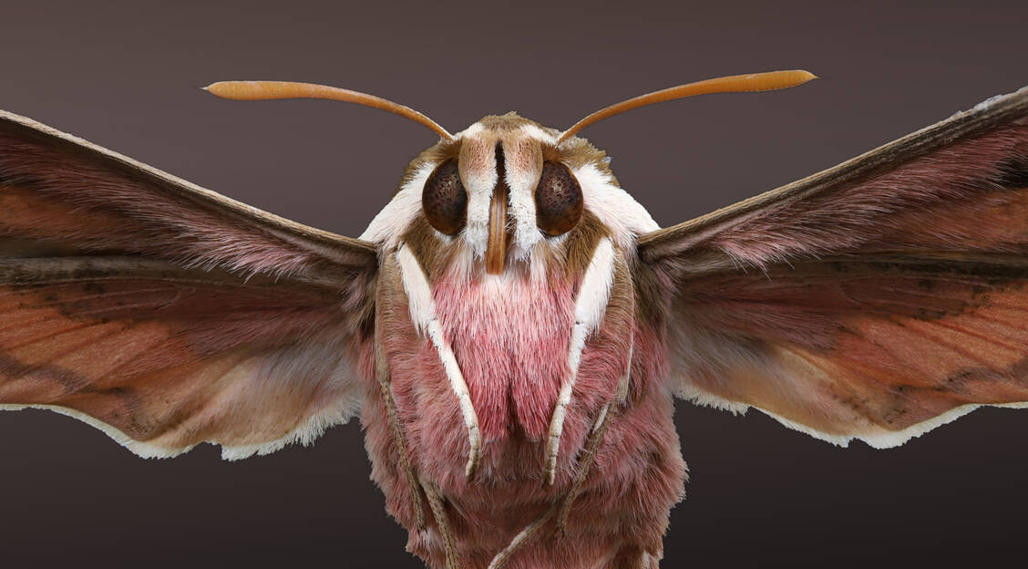 Nahaufnahme eines fliegenden Nachtfalters, des selten gewordenen Wolfsmilchschwärmers.  / Foto: Adobe Stock/Holger Kirk