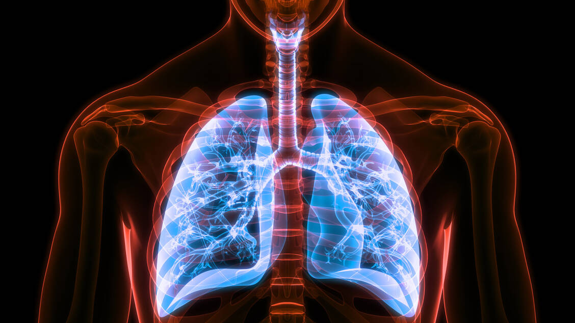 Die Bindung von Cysteinyl-Leukotrienen an ihre Rezeptoren in den Atemwegen führt zu Bronchokonstriktion, Schleim- und Ödembildung sowie zur Einwanderung von Entzündungszellen. Diese Wirkungen werden durch Montelukast antagonisiert. / Foto: Adobe Stock/magicmine