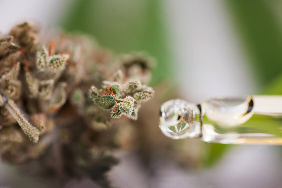 Die Verschreibung von Cannabisblüten oder cannabinoidhaltigen Arzneimitteln ist mit bürokratischen Hürden verbunden. Das möchte die FDP ändern. / Foto: Adobe Stock/Elroi