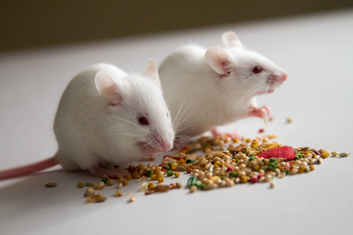 Was wir essen, hat einen großen Einfluss auf unser Mikrobiom – und dieses wiederum auf zahlreiche Funktionen unseres Körpers. / Foto: Getty Images/William Rob Casey