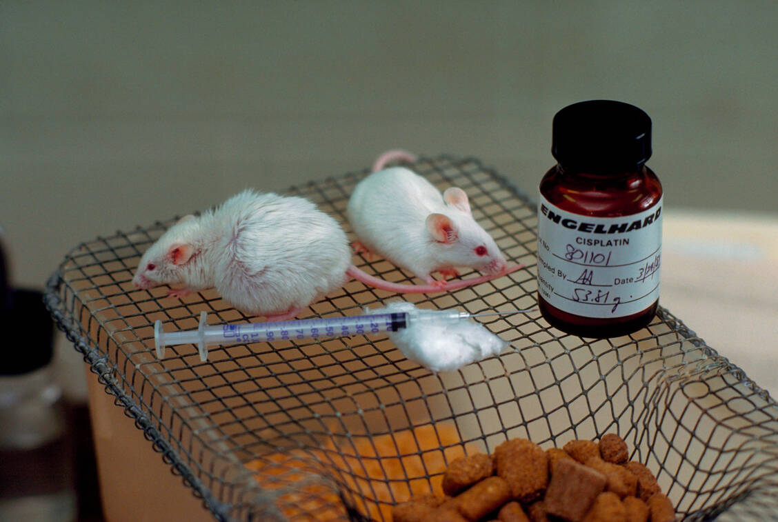Die Gabe von Psilocybin vor einer Chemotherapie, konnte im Tierversuch eine Chemotherapie-induzierte periphere Neuropathie weitestgehend verhindern. / © Getty Images/James L. Amos
