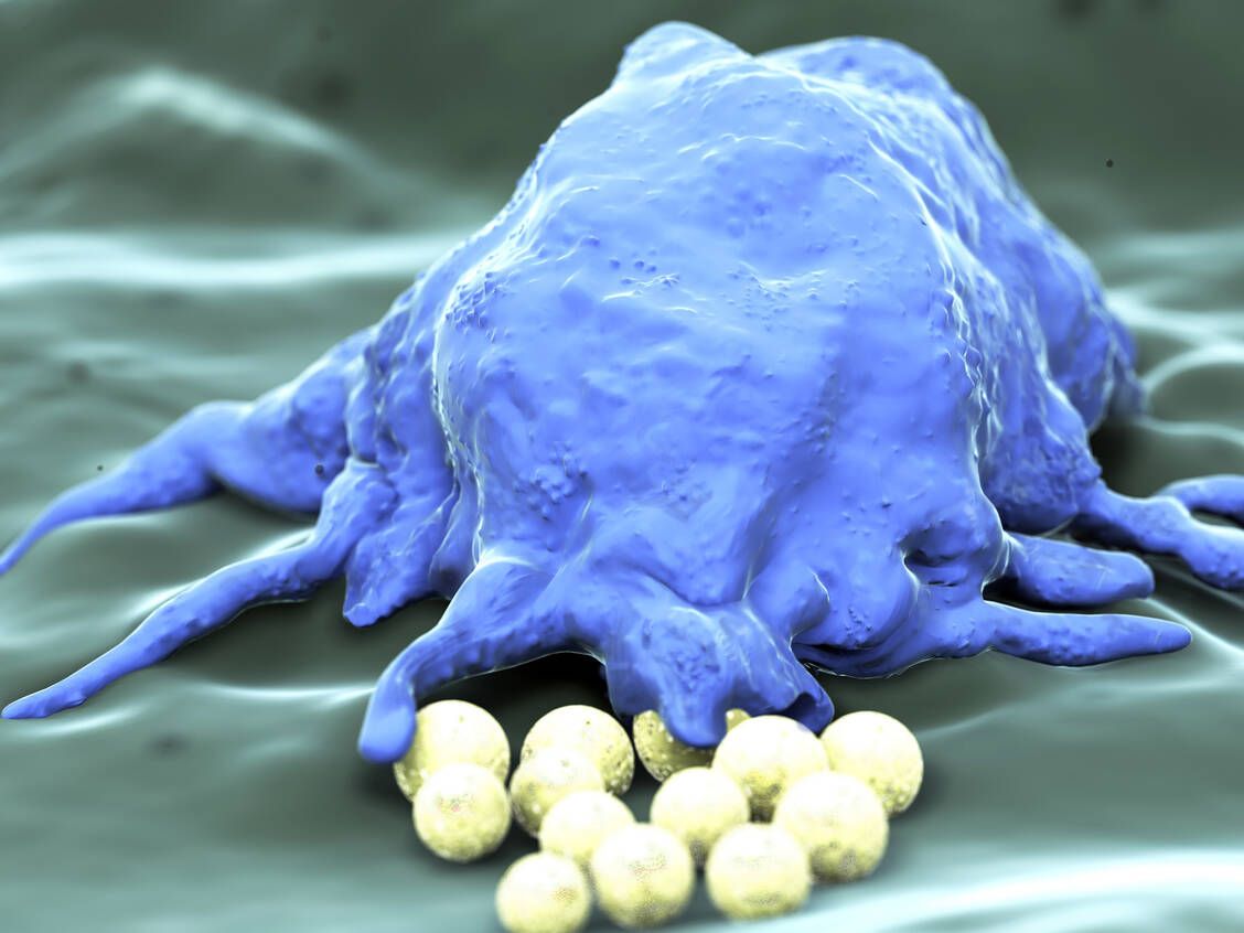 Eine antigenfreie Vakzine, die drei verschiedene Adjuvanzien enthielt, stimulierte bei Mäusen unter anderem die Fresszellen des angeborenen Immunsystems. / Foto: Adobe Stock/Juan Gärtner
