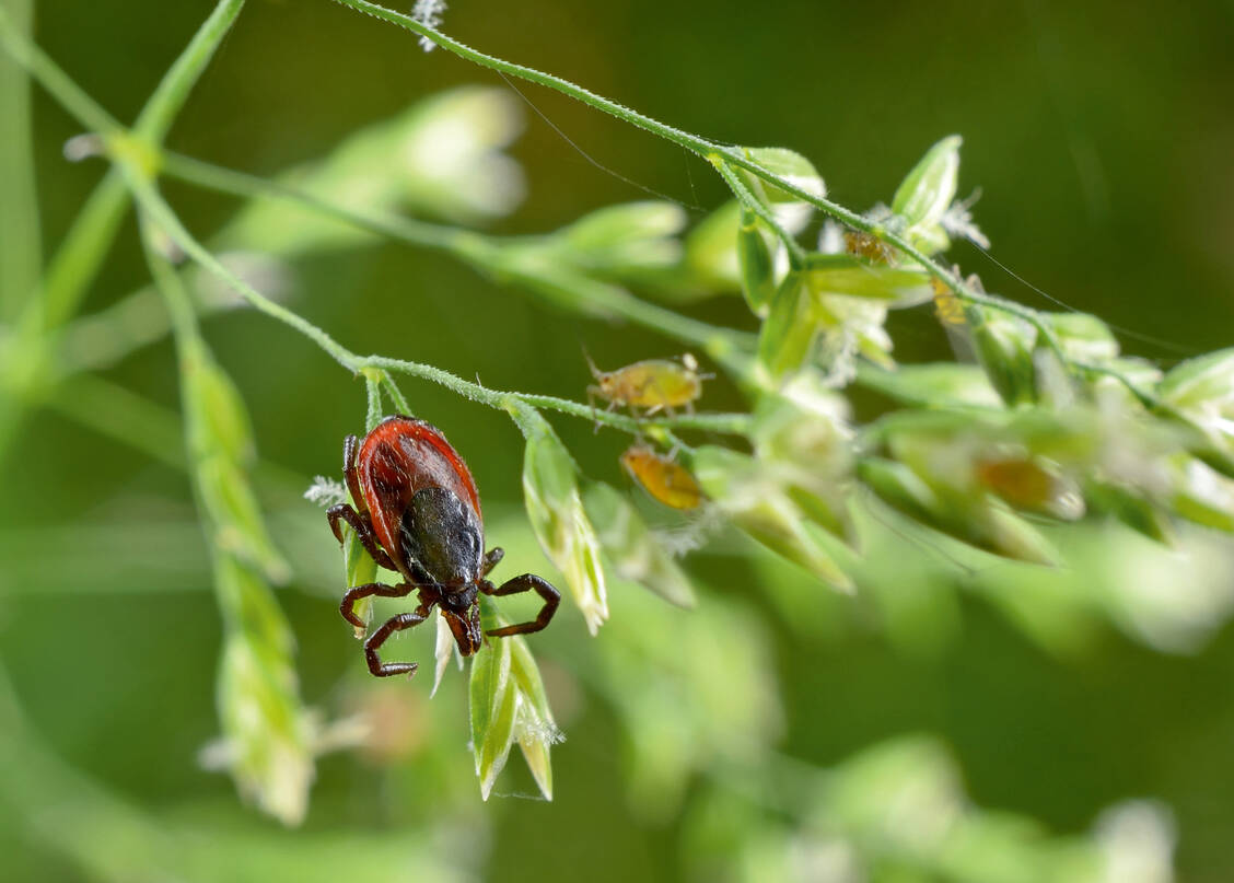 Der Gemeine Holzbock ist eine häufig vorkommende Zeckenart in Deutschland. / Foto: Fotolia/Michael Tieck