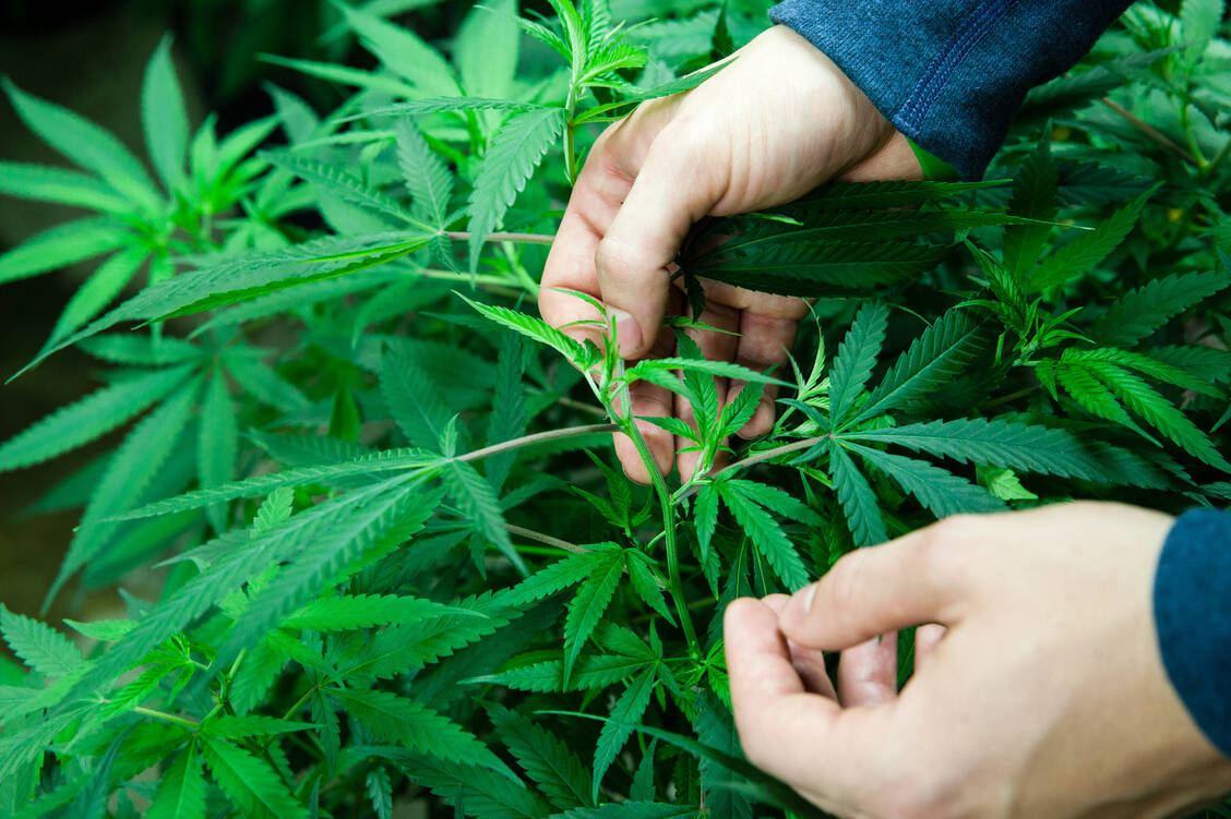 In Deutschland wird der Anbau von der Cannabisagentur, die beim Bundesinstitut für Arzneimittel- und Medizinprodukte (BfArM) angesiedelt ist, gesteuert. Ziel ist es, unabhängig von Importen zu werden. / Foto: Fotolia/Eric Limon