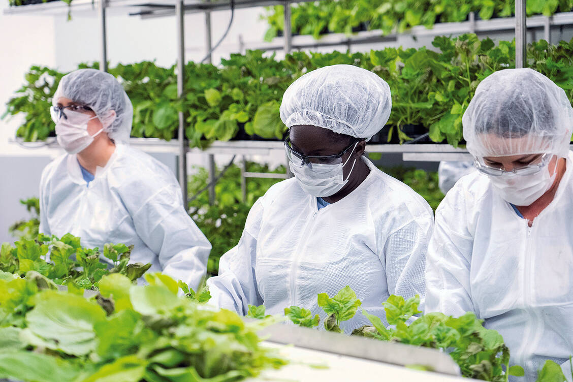 Herstellung von Impfstoffen in Pflanzen der Art Nicotiana benthamiana in einer Produktionsstätte des kanadischen Biotechnologie-Unternehmens Medicago unter GMP-Bedingungen. / Foto: Picture Alliance / ASSOCIATED PRESS