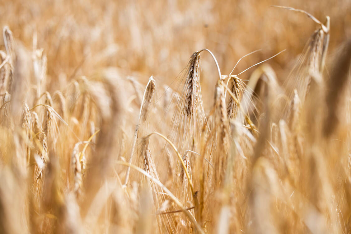 Das neue Abkommen soll beispielsweise bestimmte Getreidezüchtungen schützen.  / Foto: IMAGO/Westend61
