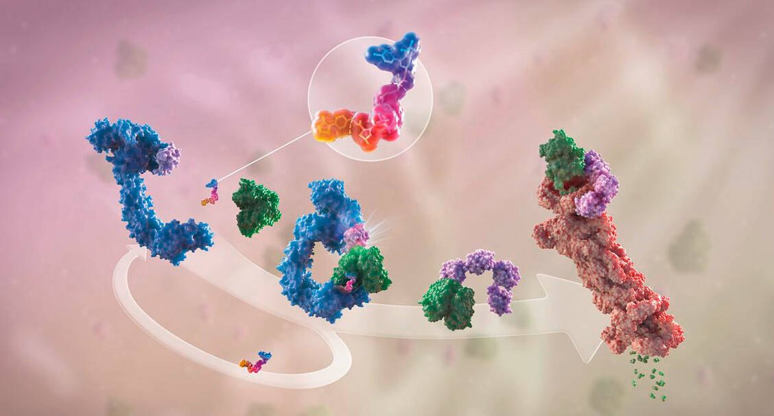 Proteine in den Abbau zwingen PZ Pharmazeutische Zeitung