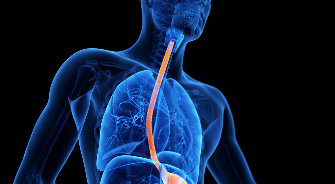 Die eosinophile Ösophagitis ist eine progrediente chronisch-entzündliche Erkrankung, die den Ösophagus schädigt und in seiner Funktion beeinträchtigt. / Foto: Adobe Stock/SciePro