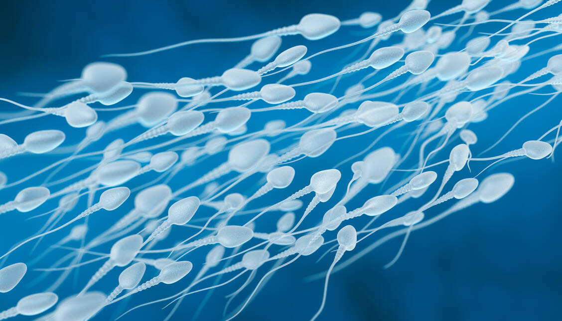 Wie beweglich Spermien sind, scheint auch von der Zusammensetzung der Spermamikrobiota abzuhängen.  / Foto: Adobe Stock/Tatiana Shepeleva