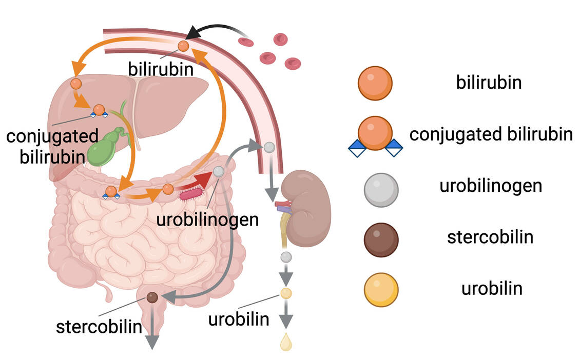 Die Verstoffwechslung von Bilirubin (Grafik aus der Original-Veröffentlichung) / Foto: University of Maryland