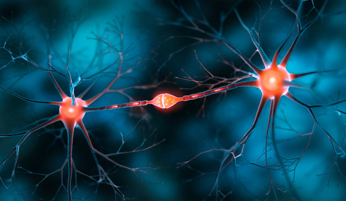Forschende aus den USA haben die Alzheimer-Pathologie auf zellulärer Ebene untersucht – in einer bisher einzigartigen Detailtiefe. Die Erkenntnisse könnten dazu beitragen, neue Targets für Medikamente gegen Alzheimer zu identifizieren. / © Adobe Stock/peterschreiber.media