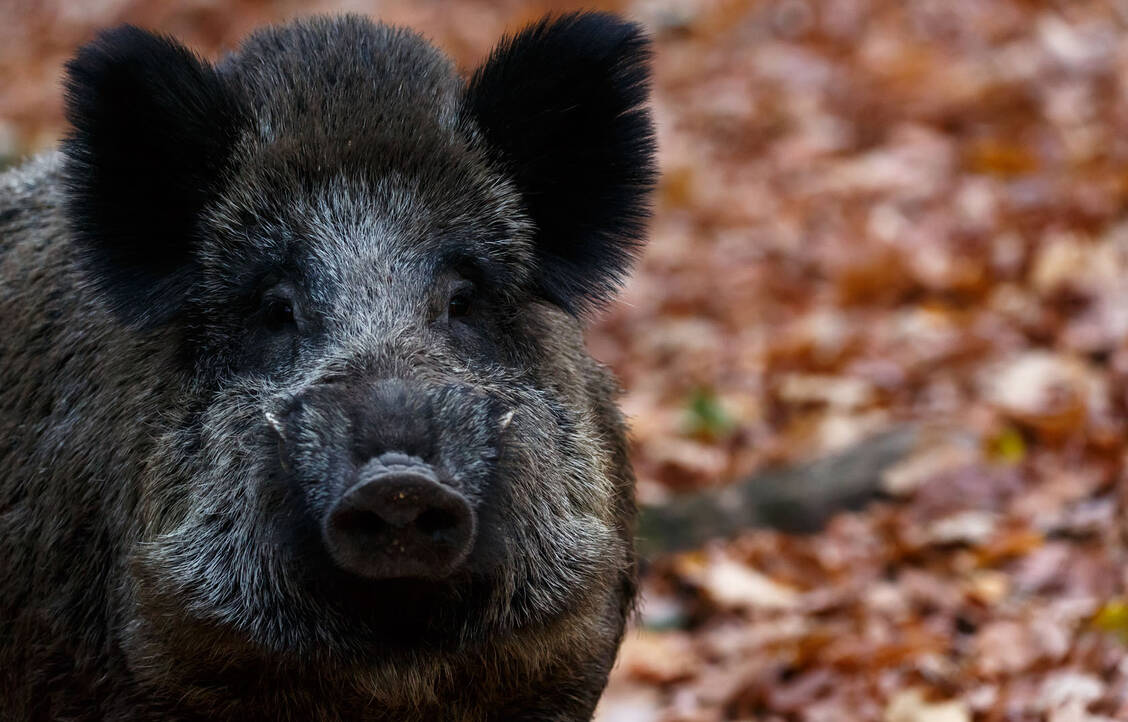 In Deutschland werden derzeit mehr Wildschweine geschossen – zur Seuchenprävention. / Foto: Fotolia/Nadine Haase