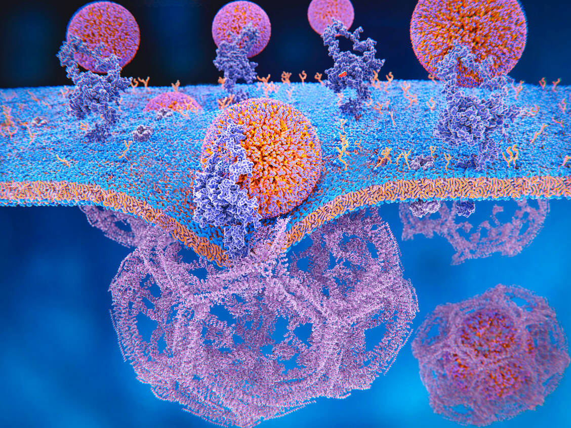 LDL-Cholesterol bindet an LDL-Rezeptoren auf der Oberflächen von Hepatozyten und wird so ins Zellinnere eingeschleust. Der LDL-Spiegel im Blut sinkt. / Foto: Adobe Stock/Juan Gärtner