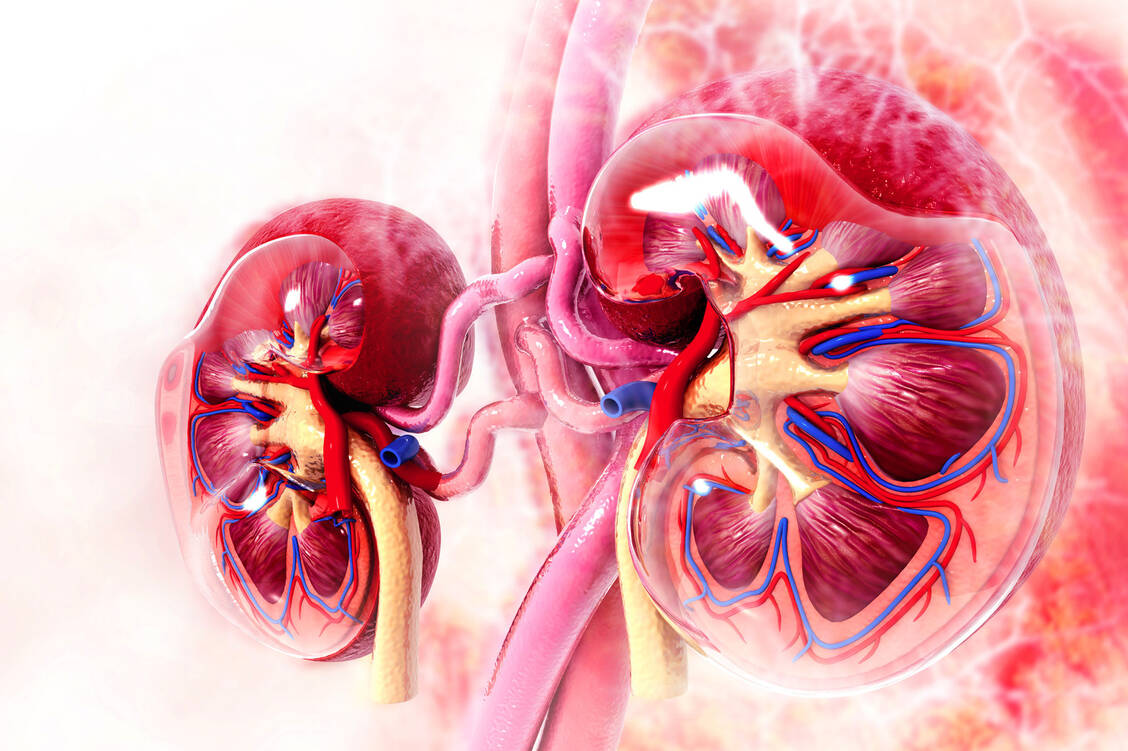 Bei der seltenen Erbkrankheit distale renale tubuläre Azidose ist die Fähigkeit der Nieren beeinträchtigt, Säure aus dem Blut zu entfernen. / Foto: Fotolia/Crystal light