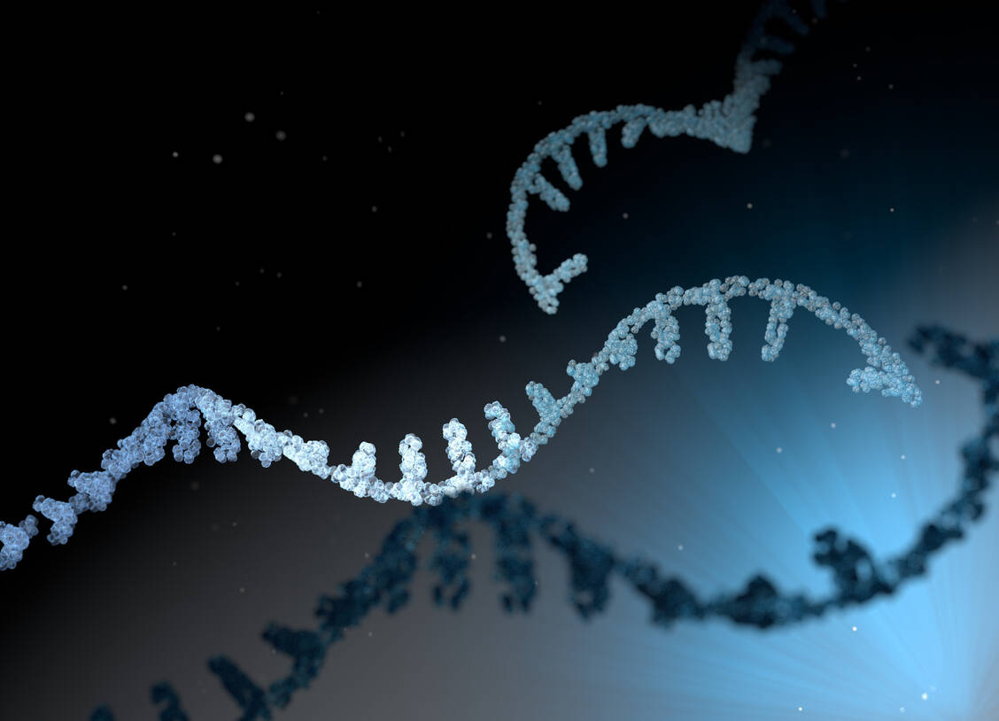 Die Genkorrekturtherapie von Verve Therapeutics basiert auf mRNA, die in Zellen von Patienten eingeschleust wird. / Foto: Adobe Stock/scienceDISPLAY
