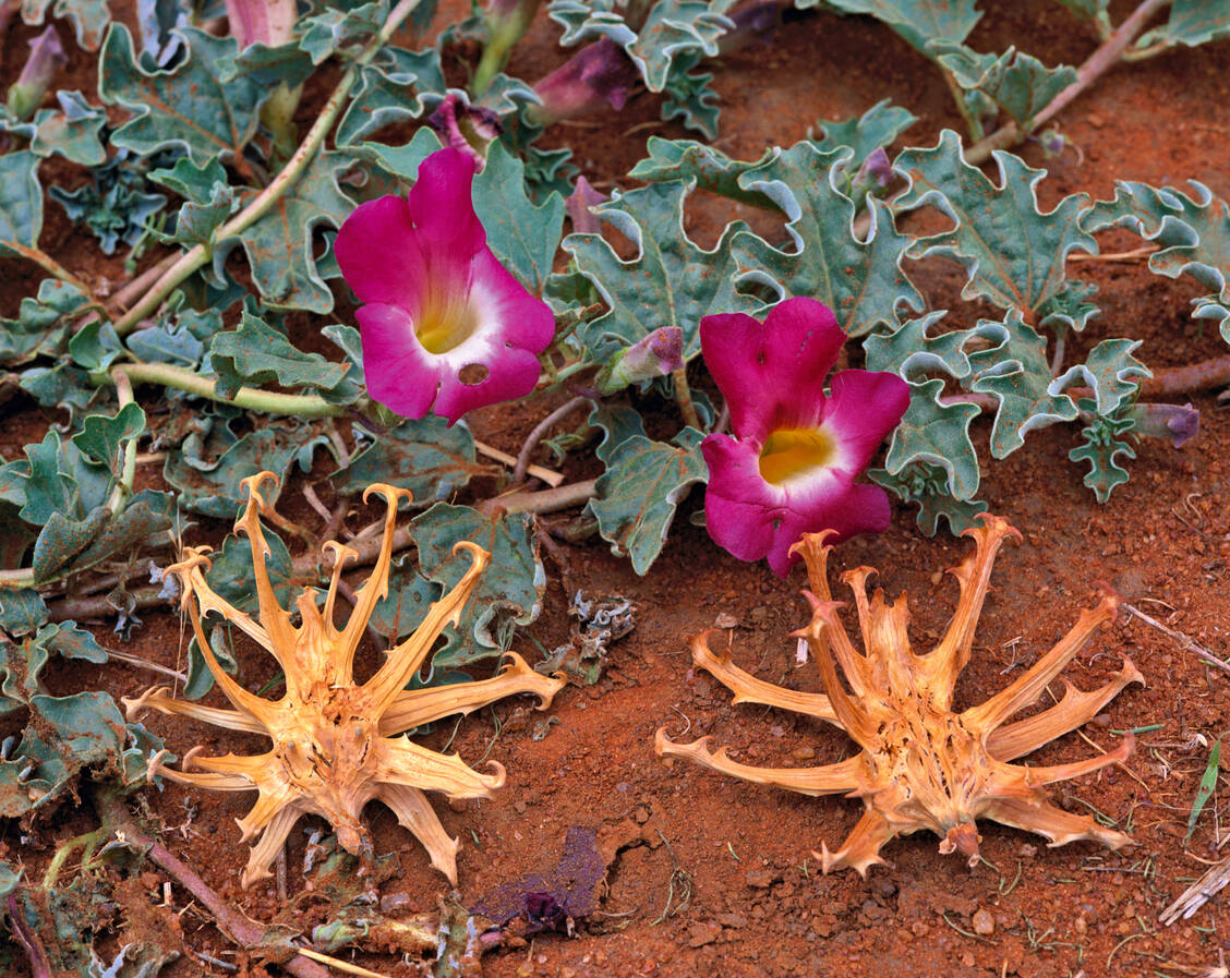Woher die Afrikanische Teufelskralle (Harpagophytum procumbens) ihren Namen hat, ist unschwer zu erkennen. / Foto: Hans Reinhard/OKAPIA