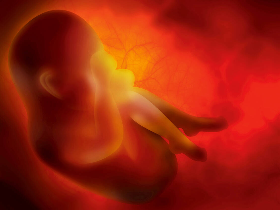 Die Plazenta ist eine physikalische und immunologische Barriere zum Schutz des Fetus. Das Respiratory-Syncytial-Virus kann sie womöglich durchbrechen.  / Foto: iStock/487521867