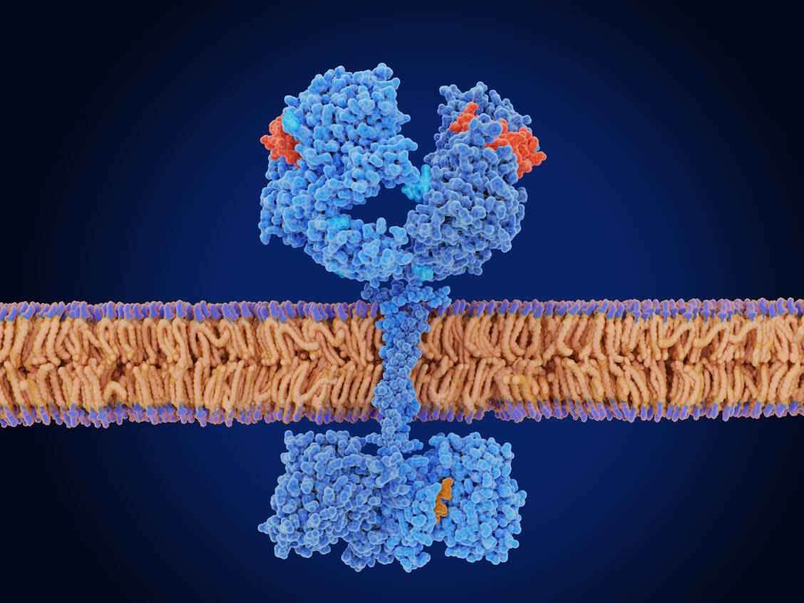 Der epidermale Wachstumsfaktor-Rezeptor (EGFR) in aktivierter Form, nachdem der epidermale Wachstumsfaktor (rot) an ihn gebunden hat. Mutationen im EGFR führen zu dessen dauerhaften Aktivierung und liegen häufig bei Lungenkrebs vor. / © Getty Images/selvanegra