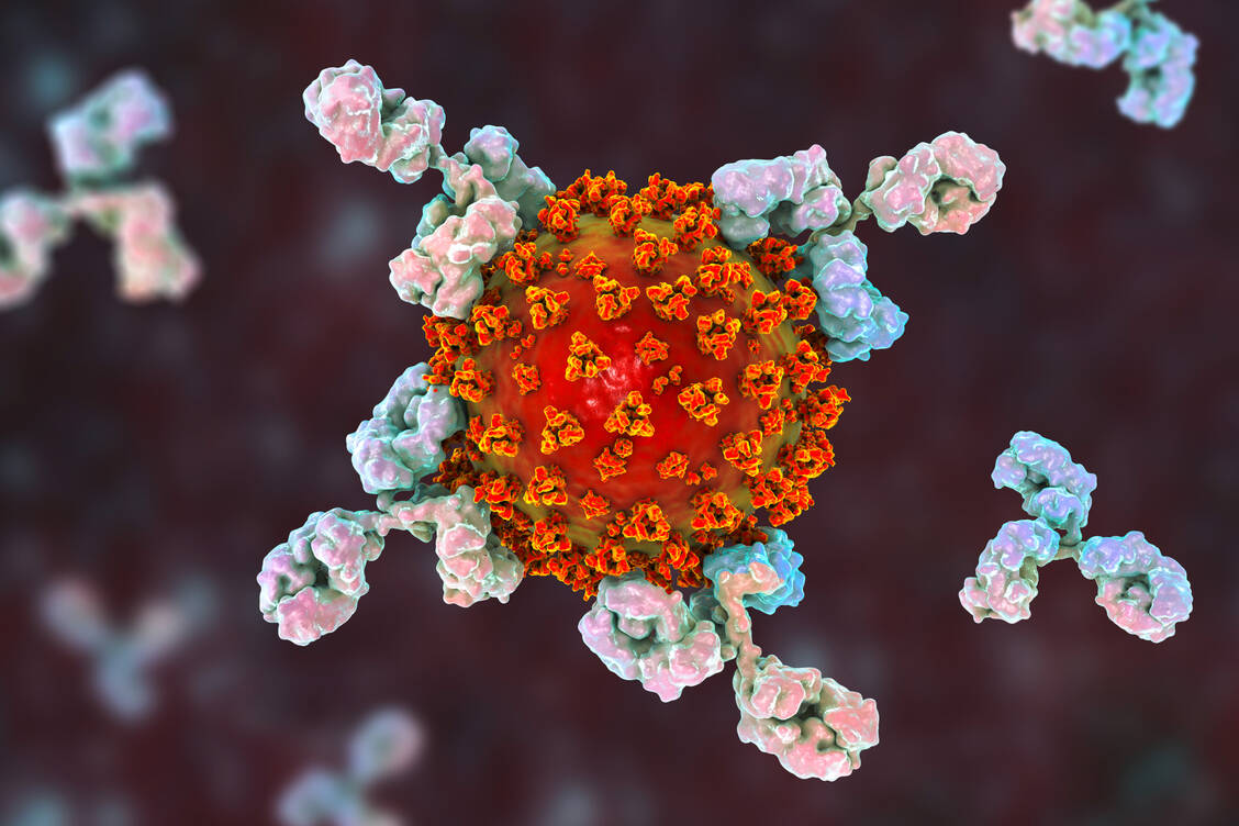Offenbar unterscheidet sich die Omikron-Variante von SARS-CoV-2 in ihren Oberflächenmerkmalen hinreichend stark vom Wildtyp des Virus, dass die immunologische Prägung bei angepassten Impfstoffen kaum relevant ist. / Foto: Adobe Stock/Kateryna_Kon