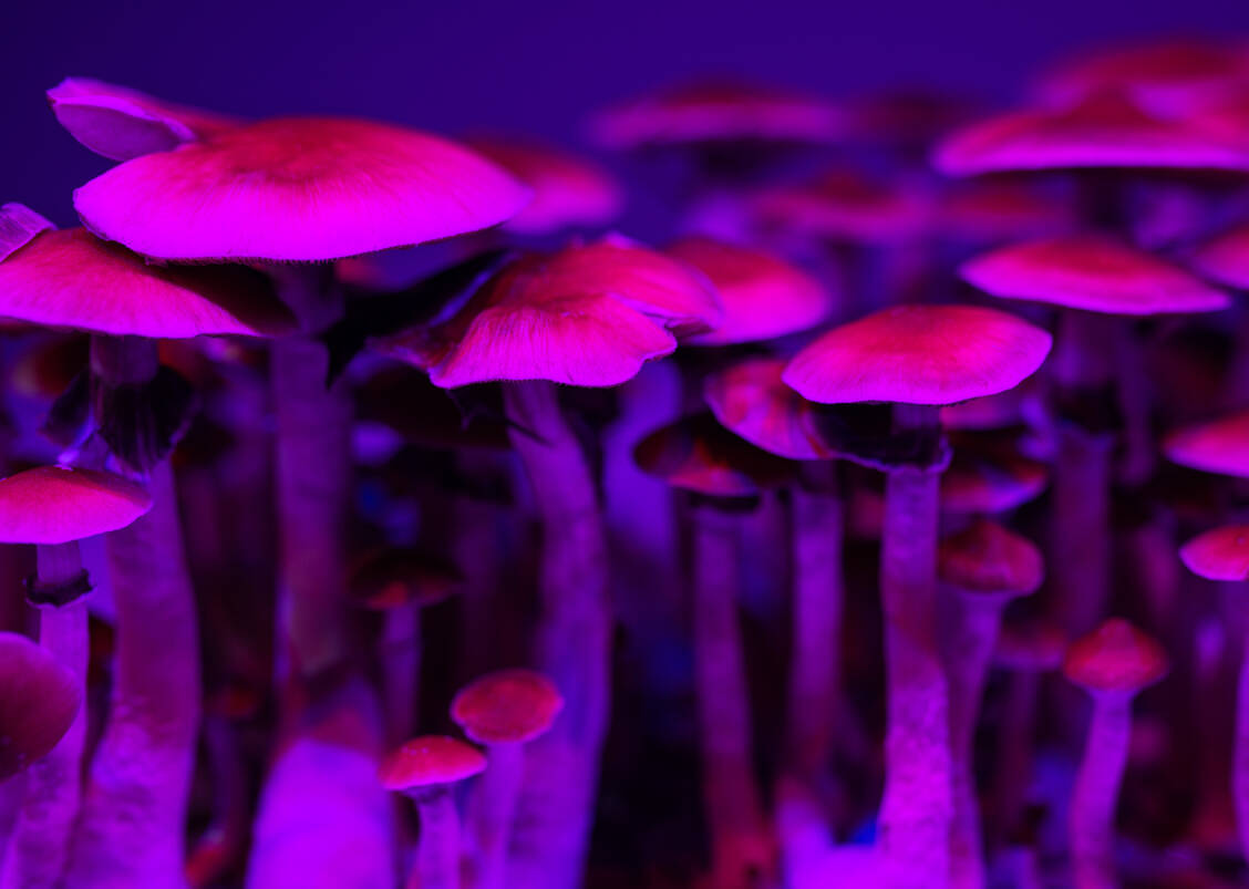 Magic Mushrooms können psychedelische Erfahrungen auslösen. Seit einiger Zeit wird das in einigen Pilzarten vorkommende Psilocybin verstärkt auch bei Depressionen getestet. / Foto: Adobe Stock/Iarygin Andrii