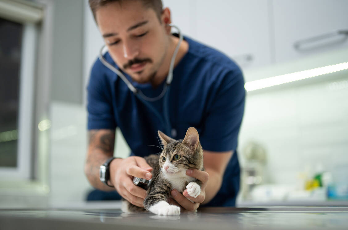 In Polen haben sich Katzen mit dem Vogelgrippe-Virus infiziert. Für viele endet die Krankheit tödlich. Die Ursache für die Ansteckung ist bislang nicht bekannt. / Foto: Getty Images/ilkermetinkursova