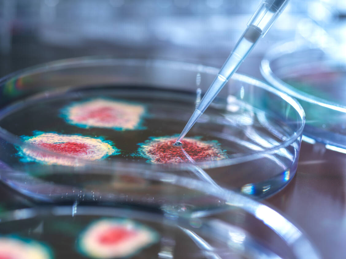 Von der Petrischale bis zum fertigen Arzneimittel: Die Fraunhofer-Institute stehen für angewandte Forschung. / Foto: Getty Images/Science Photo Library/Tek Image