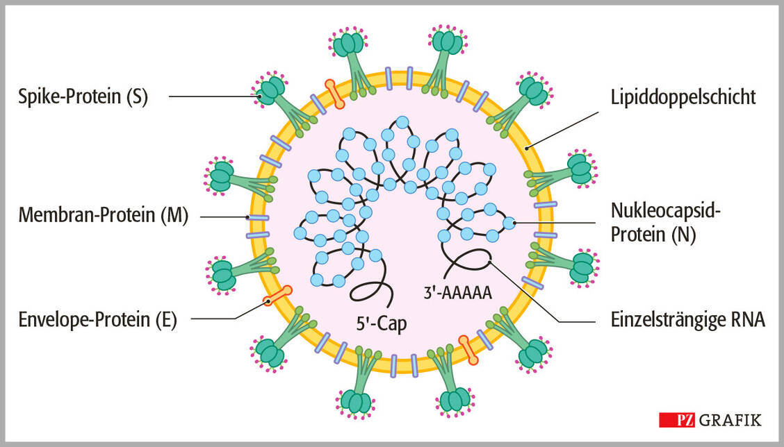 Abbildung 1: Aufbau des Coronavirus SARS-CoV-2. Das Genom von Coronaviren besteht aus einer einzelsträngigen RNA, die an das N-Protein gebunden ist. In die Membranhülle sind das trimere Spike-Protein sowie die Proteine E und M eingelagert. Das Spike-Protein ist für die Bindung an ACE2 auf Zielzellen verantwortlich. / Foto: PZ/Stephan Spitzer