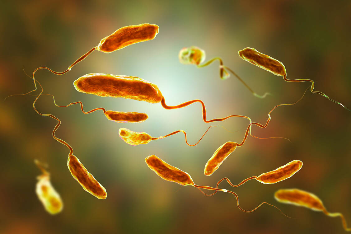 Vibrionen sind gramnegative Stäbchenbakterien mit Geißeln, die einen gewissen Salzgehalt brauchen. Auch der Choleraerreger Vibrio cholerae gehört zu dieser Gattung. / © Getty Images/Science Photo Library/Kateryna Kon