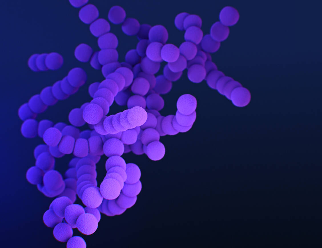 Streptokokken der Gruppe A gehören zu den häufigsten Auslösern bakterieller Pharyngitis. / Foto: CDC/Meredith Newlove