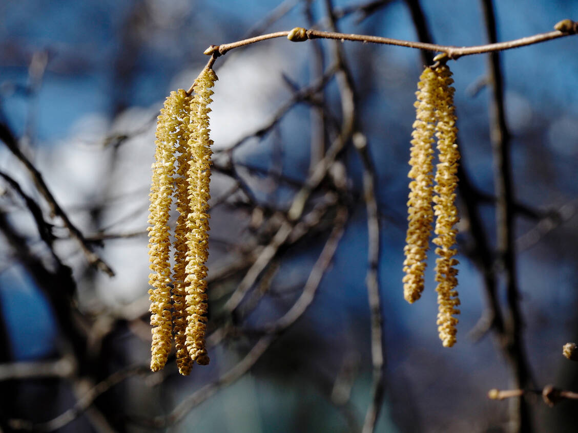Momentan produzieren hauptsächlich Hasel und Erle Pollen. / © Getty Images/Federica Grassi