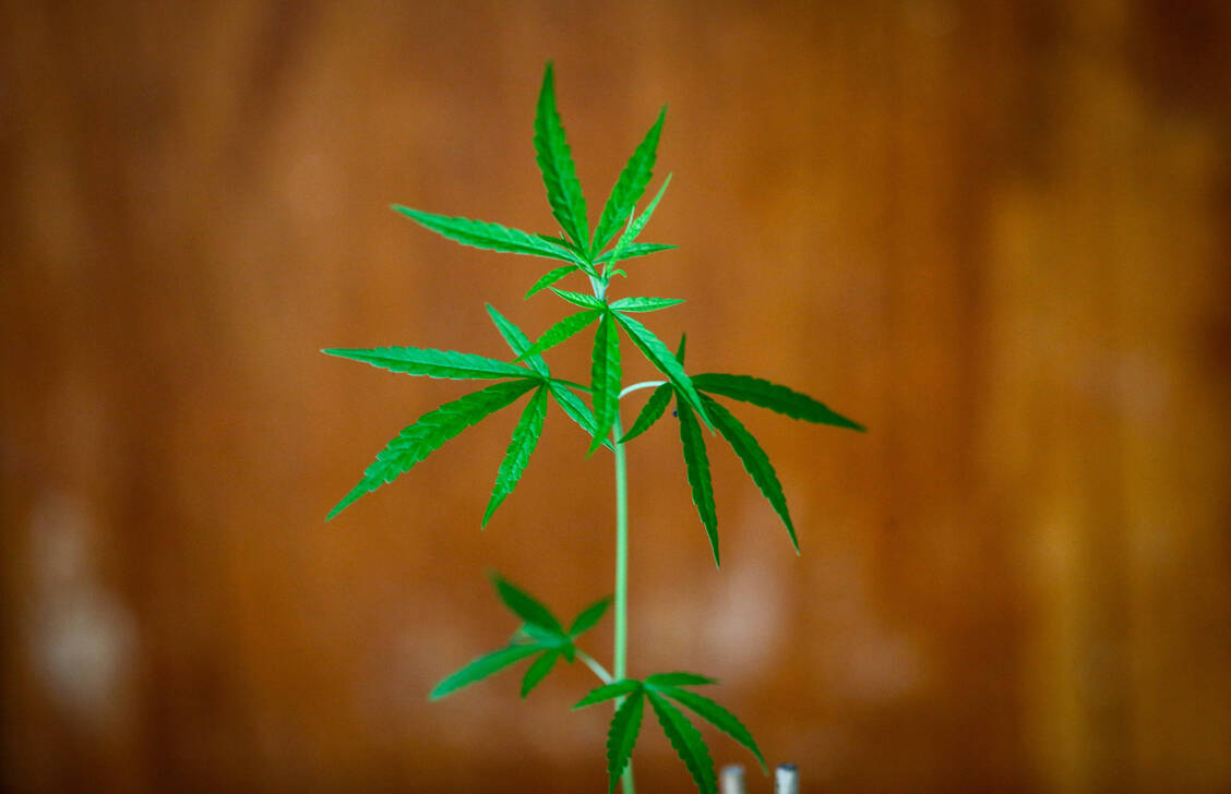 Das Bundesgesundheitsministerium (BMG) will die Analyse des Wissenschaftlichen Dienstes des Bundestages zum Thema Cannabis-Legalisierung prüfen.  / Foto: IMAGO/ZUMA Wire