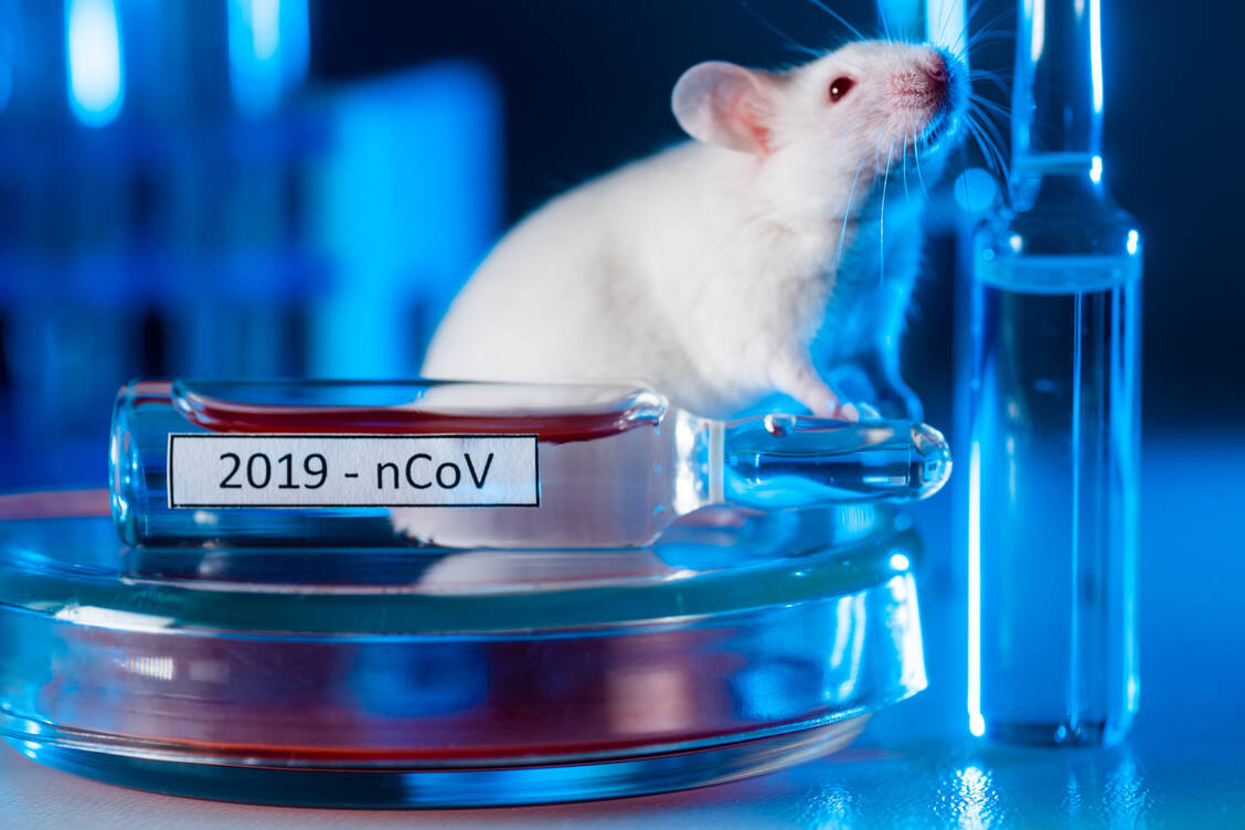 Ohne Tierversuche geht es nicht bei der Impfstoffentwicklung. Neue Daten von Mäusen lassen hoffen, dass der mRNA-Impfstoff von Curevac auch vor Erkrankungen durch gefährliche Corona-Varianten schützt. / Foto: Getty Images/Evgenyi_Eg