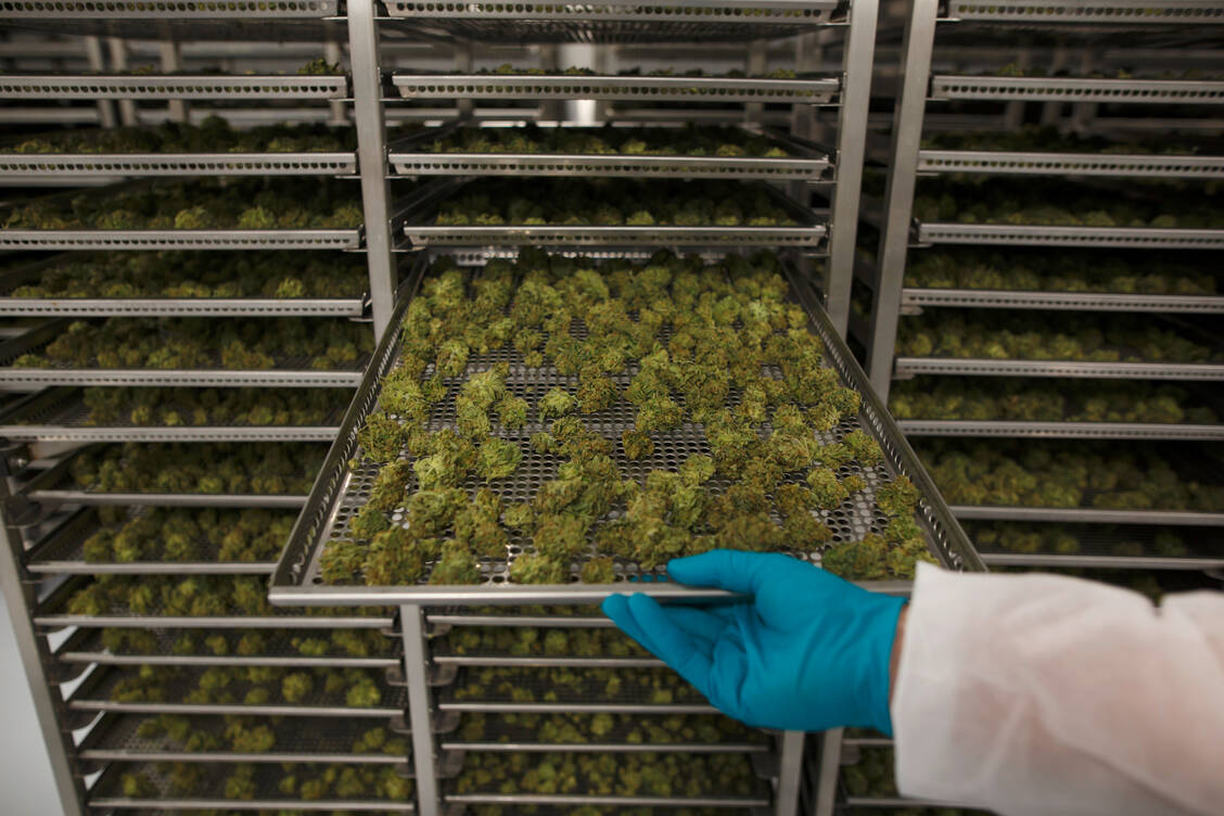 Um ein Produkt von gleichbleibender Qualität zu erhalten, müssen alle Herstellungsschritte von Medizinalcannabis standardisiert sein. Dazu gehört auch die Trocknung der Blüten. / Foto: Getty Images/Bloomberg Creative Photos