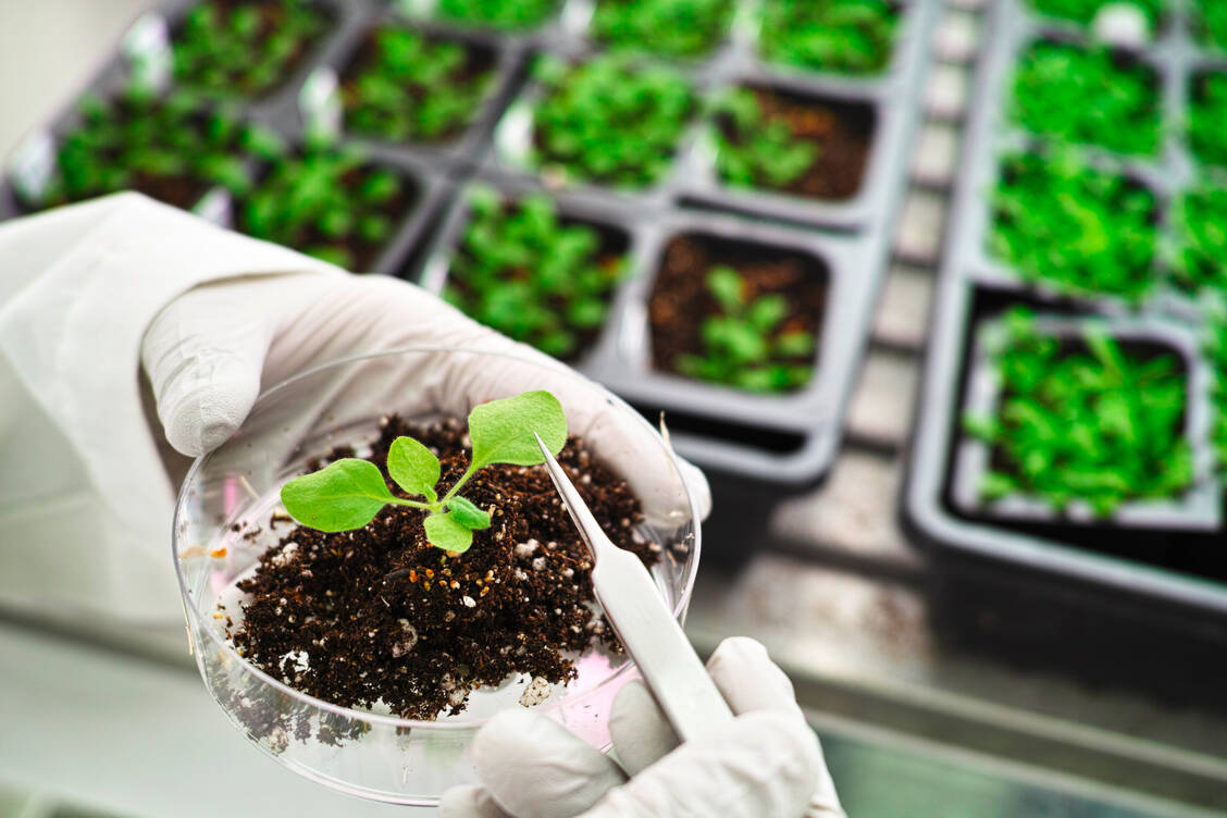 Das Impfantigen des Coronaimpfstoffs Covifenz stammt aus gentechnisch veränderten Pflanzen der Art Nicotiana benthamiana.  / Foto: Adobe Stock/sinitar