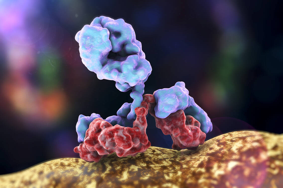 Antikörper binden mit ihren variablen Domänen bestimmte Epitope. Der konstante Teil Fc kann an Fc-Rezeptoren auf Immunzellen binden und diese aktivieren.  / Foto: Shutterstock/Kateryna Kon