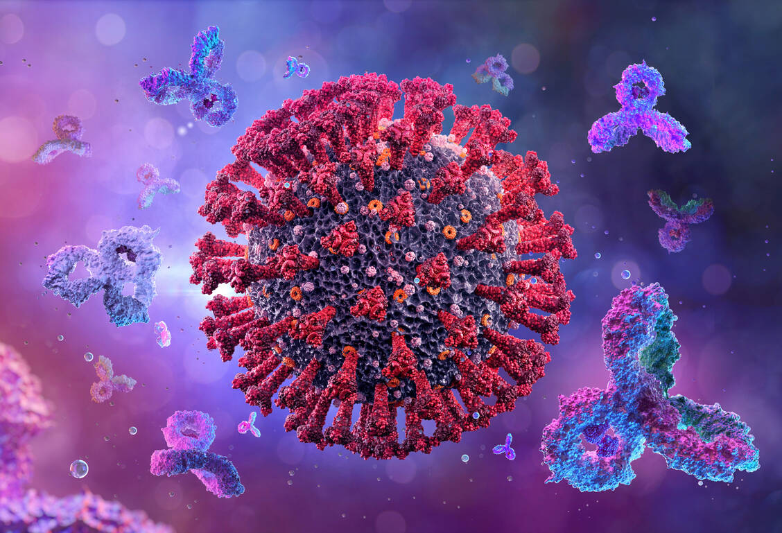 Kommt das Immunsystem erst mit einer und dann mit einer anderen Variante desselben Ursprungsvirus in Kontakt, besteht die Tendenz, dass es nur Antikörper gegen Epitope der ersten Virusvariante bildet. / Foto: Adobe Stock/Corona Borealis