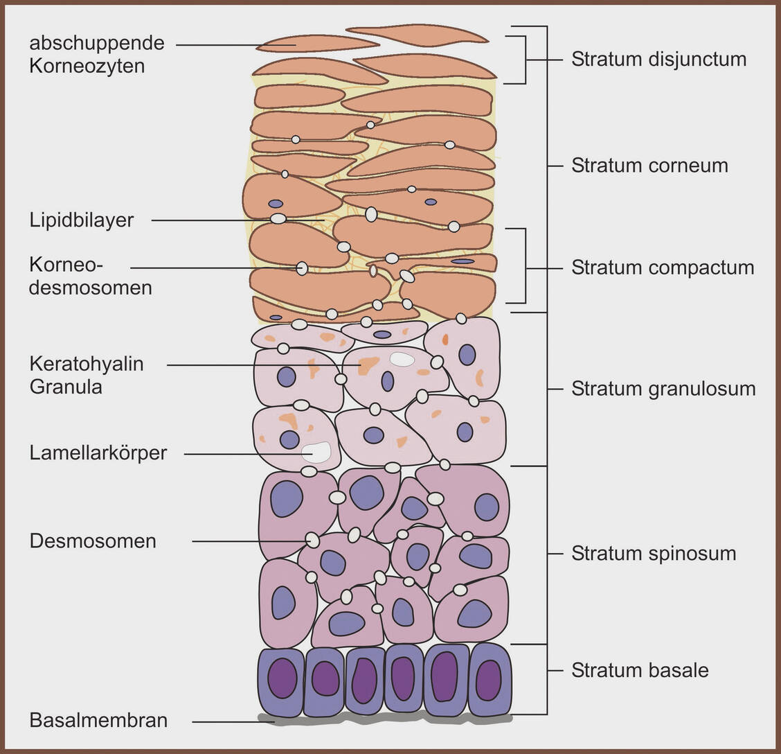 Abbildung 2: Struktur der humanen Epidermis. Modifiziert nach Kuntsche, Universität Odense, Dänemark