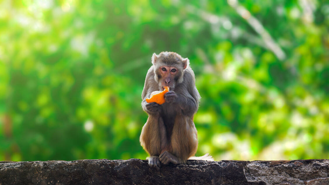 Wie gut sich Rhesusaffen an die räumliche Position ihrer Nahrungsbelohnung erinnern, ist eine Möglichkeit, die kognitiven Fähigkeiten der Tiere zu testen (Symbolbild). / Foto: Getty Images/Arnav Pratap Singh