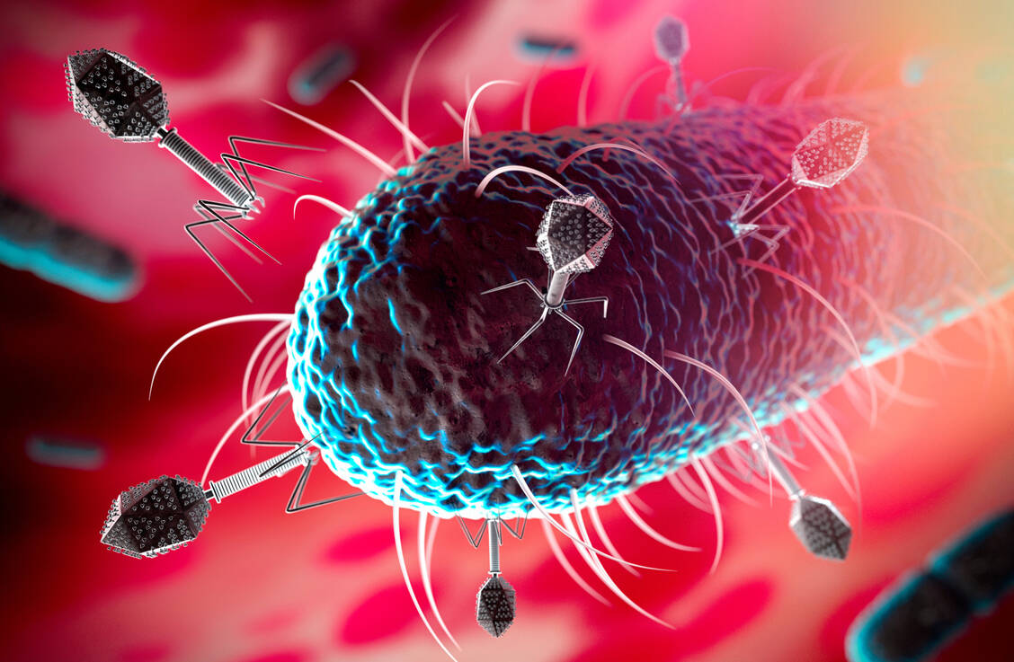 In einem Fallbericht konnte eine DNA-Phagentherapie das Beschwerdebild einer Patientin mit wiederkehrenden Gallengangsinfektionen durch Pseudomonas aeruginosa verbessern. / © Adobe Stock/peterschreiber.media