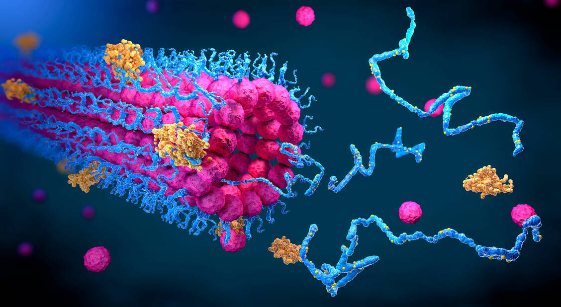 Die Proteinfaltung ist wesentlich für die Proteinfunktion – und lässt sich dank neuer Computerprogramme nun wesentlich schneller und kostengünstiger voraussagen. / Foto: Getty Images/Science Photo Library/Christoph Burgstedt