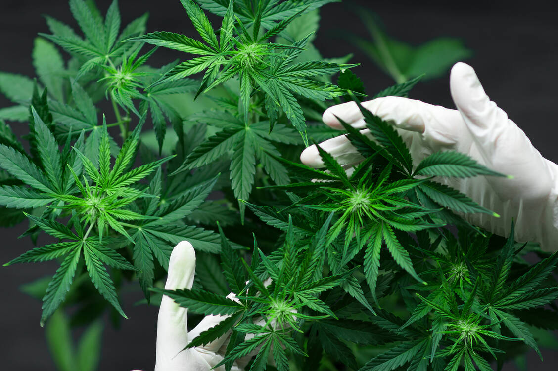 Mit einem kontrollierten Anbau in Deutschland soll die hierzulande steigende Nachfrage nach medizinischem Cannabis bedient werden. / Foto: shutterstock/lifestyle discover